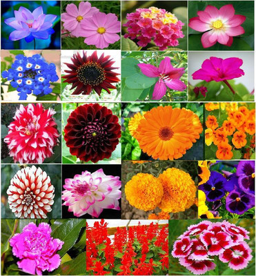 

Vsquare Retail winter 20 Types Combo Flower Seed(2000 per packet)