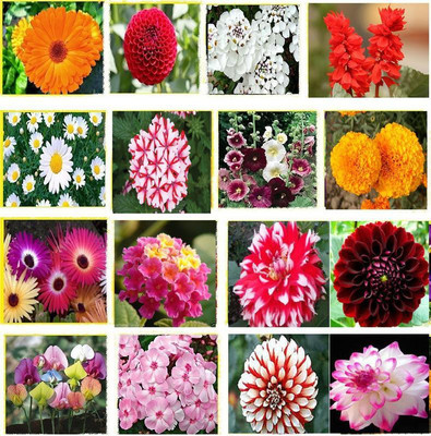 

Vsquare Retail Winter 16 Types Combo Flower Seed(500 per packet)