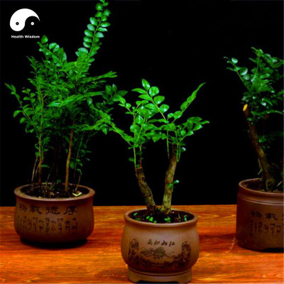 

Variety House Indian Red Sandalwood Grow Rare Wood Aromatic Flowers Tree Seed(10 per packet)