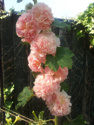 

Variety House Hollyhock Seeds - PEACHES & CREAM - Double Peony-Like Flower Seed(20 per packet)