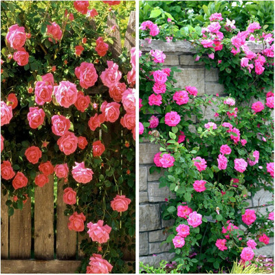 

ROSEMERC IMPORTED RED,PINK CLIMBING ROSE PLANT Seed(20 per packet)