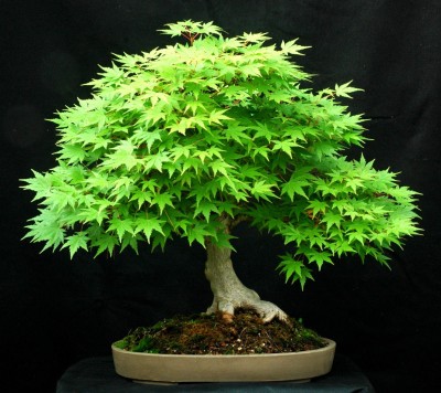 Variety House Japanese Maple (acer palmatum) Bonsai Maple Tree Seed(6 per packet)