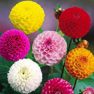 

Variety House Zinnia Mix Flower Seed(30 per packet)