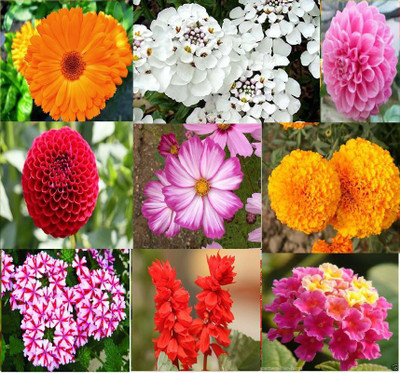 

Variety House Winter 10 Types Combo Flower Seed(300 per packet)