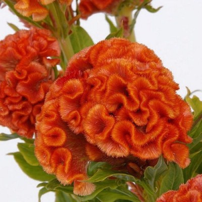 Variety House Cockscomb Orange and Red (Celosia Cristata Nana Jessica) Flower Seed(30 per packet)