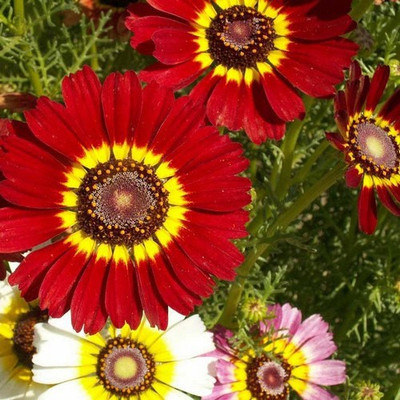 

Variety House Chrysanthemum Painted Daisy (Chrysanthemum Carinatum) Flower Seed(50 per packet)