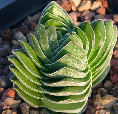 

nema Rare flower Cactus Seed(10 per packet)