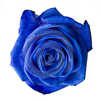 

nema Blue Rose Seed(100 per packet)