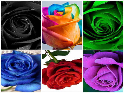 

ROSEMERC DIFFERENT VARIETY IMPORTED ROSE FLOWER (3 SEEDS EACH5 SEEDS) Seed(30 per packet)