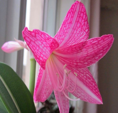 

nema Vegas Hippeastrum Seed(100 per packet)