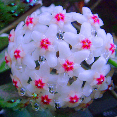 

Futaba Hoya Carnosa Flower Seed Seed(100 per packet)