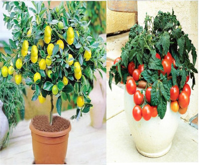 

greenly Imported lemon seeds/ Imported Tomato seeds (Per Packet 20 Seeds) Seed(40 per packet)