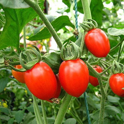 

Futaba Tomato Seed(100 per packet)