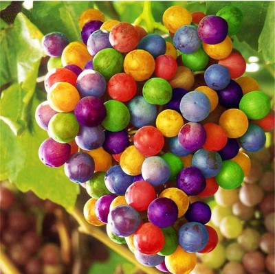 Nema Rainbow Grape Seed(50 per packet)