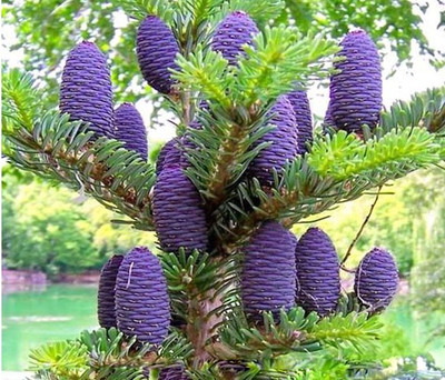 nema Abies koreana Flower Seed(50 per packet)