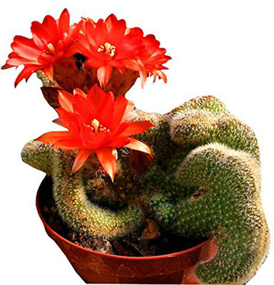 

nema Fairy Succulents Seed(10 per packet)