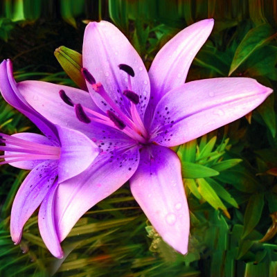 

nema pink Lilium Brownii Seed(50 per packet)
