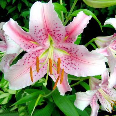 Futaba Pink Dot Lilium brownii Flower Seeds Seed(50 per packet)