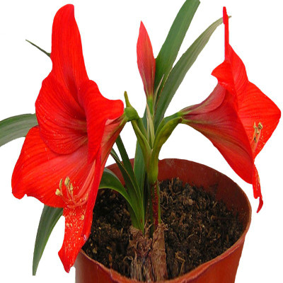 

nema Barbados Lily Flower Seed(100 per packet)