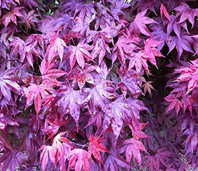 

nema Purple Maple Seed(20 per packet)
