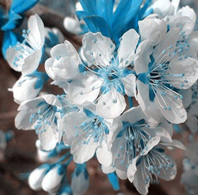 

nema Japanese Sakura Seed(10 per packet)