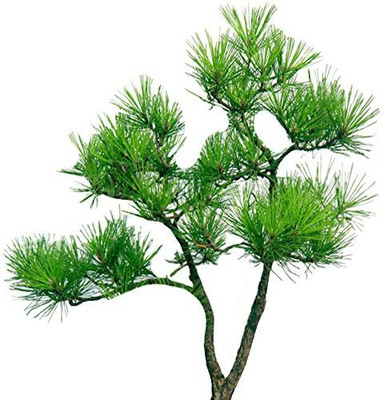 

nema Japanese Ornamental Seed(100 per packet)