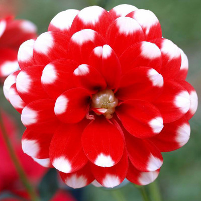 Futaba Red White spot Dahlia Seeds Seed(100 per packet)