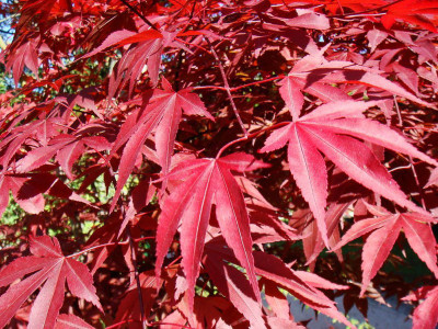 

nema America Maple Seed(20 per packet)