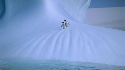 

antarctica landscapes nature penguins wall POSTER PRINT ON 13X19 INCHES 3D Poster(13 inch X 19 inch, Rolled)