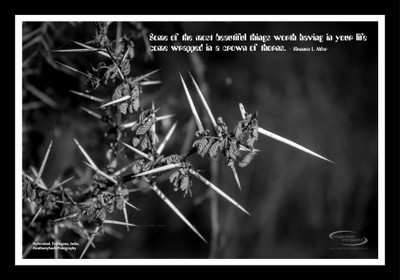 

PW Thorns Wall Poster 13*19 inches Matte Finish Paper Print(19 inch X 13 inch, Rolled)
