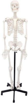 

BEXCO Human Skeleton Articulated Fiber Model Without Stand(Multicolor)