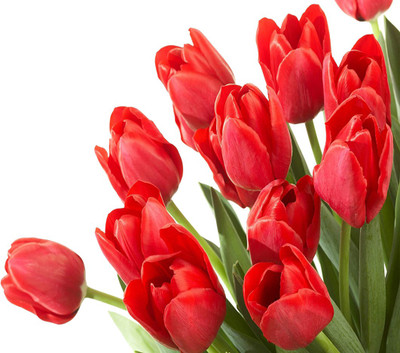 

Nema Red Tulip Seed(10 per packet)