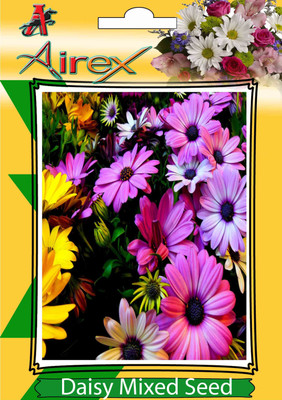 Airex Daisy Mixed Winter Flower Seeds (1 Packet Of Daisy Mixed) pack of 50 Seeds * 1 Per Packet Seed(50 per packet)