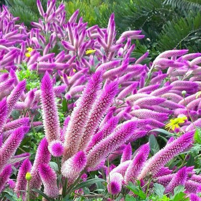 

nema Futaba Flamingo Cockscomb Seed(100 per packet)