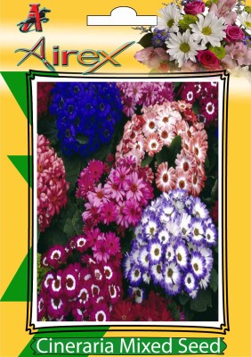 Airex Cineraria Mixed Winter Flower Seeds (3 Packet Of Cineraria Mixed) Pack Of 50 Seeds * 3 Per Packet) Seed(150 per packet)