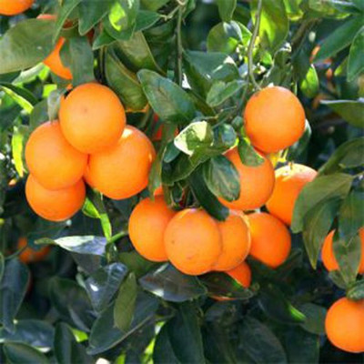 Nema Dwarf Tangerine Citrus Fruit Seed(50 per packet)