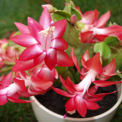 

nema Zygocactus Truncatus Seed(100 per packet)