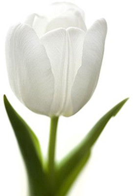 Nema White Tulip Seed(10 per packet)