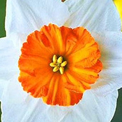

Nema Narcissus Flower Daffodil Seed(50 per packet)
