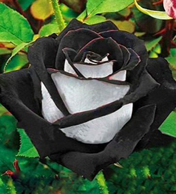 

Nema Rare White and Black Rose Seed(50 per packet)