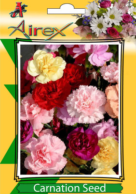 

Airex Carnation Winter Flower Seeds (Pack Of 20 Seeds * 9 Per Packet) Seed(180 per packet)