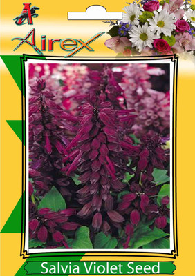 Airex Salvia Violet (Winter) Flower Seeds (6 Packet Of Salvia Violet) Pack of 50 Seeds * 6 Per Packet Seed(300 per packet)