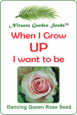 

Nirzara Garden Seeds Dancing Queen Rose Seed Seed(30 per packet)