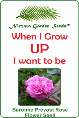 

Nirzara Garden Seeds Baronne Prevost Rose Flower Seed Seed(30 per packet)