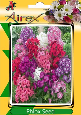 Airex Phlox Winter Flower Seeds (6 Packet Of Phlox) Pack Of 50 Seeds * 6 Per Packet Seed(300 per packet)