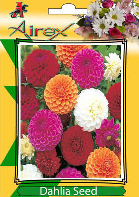 

Airex Dahlia Winter Flower Seeds (5 Packet of Dahlia) pack of 50 Seeds * 5 Per Packet Seed(250 per packet)