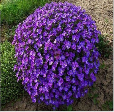 

Nema Creeping Thyme Seed(30 per packet)
