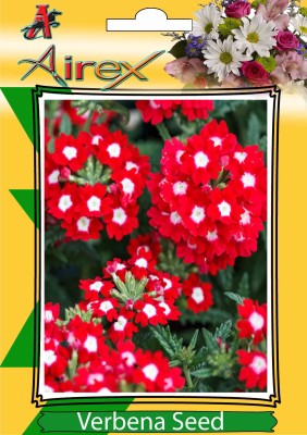 Airex Verbena Winter Flower Seeds (3 Packet Of Verbena) Pack Of 50 Seeds * 3 Per Packet Seed(150 per packet)