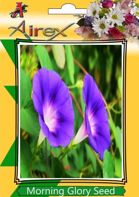 Airex Morning Glory Seed(500 per packet)