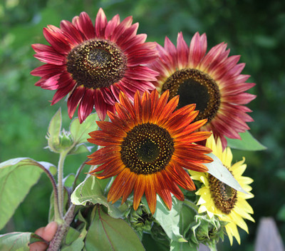 

National Gardens Autumn Beauty Sunflower Mix Flower Seeds Seed(10 per packet)